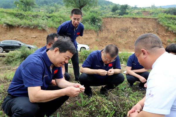 专家组掌管人查看潞党参根茎成长情况