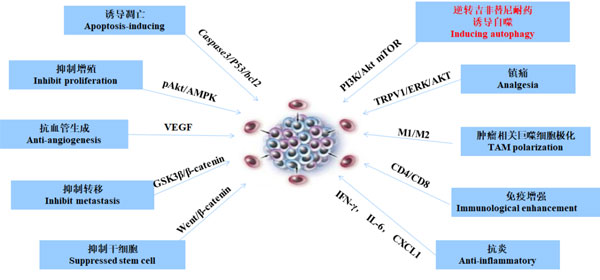 复方苦参注射液作用机造