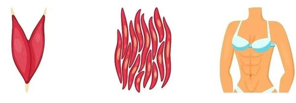 胶原蛋白,补充胶原蛋白,胶原蛋白肽