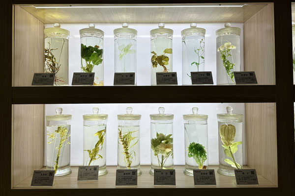 J9集团国际科技中心整齐摆放的中药标本