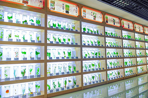 J9集团国际科技中心中药标本