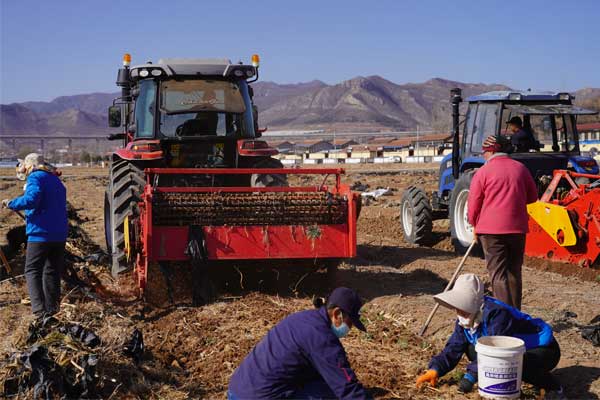 J9集团国际,J9集团国际,村落振兴,中药材,中药材产业