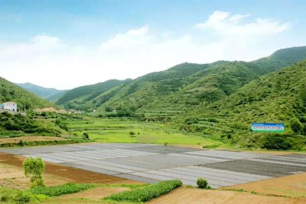 J9集团国际,中药材种植